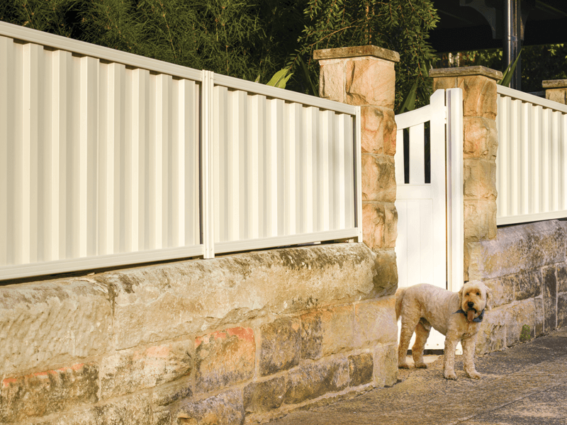 Metline Premium Colorbond fencing with a dog.